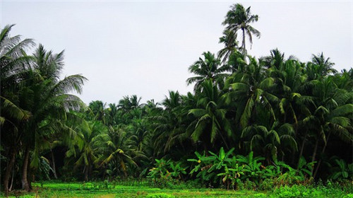 刚哥卤肉卷怎么